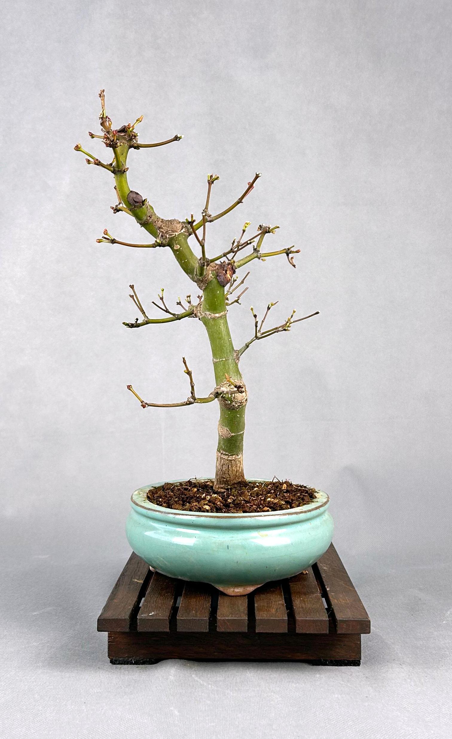 ACER PALMATUM ORANGE GREEN - Image 3